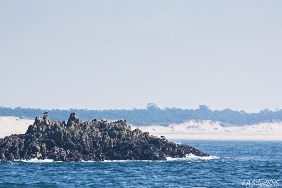 Yellow-legged/Lesser Black-backed Gull - ML37742281