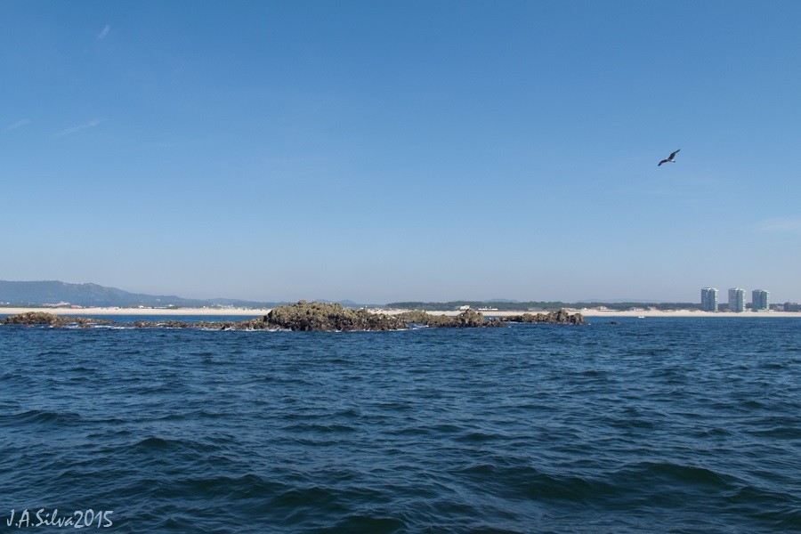 Yellow-legged/Lesser Black-backed Gull - ML37742291