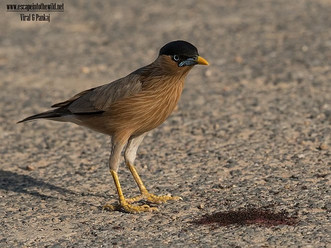 Brahminy Starling - ML377424041