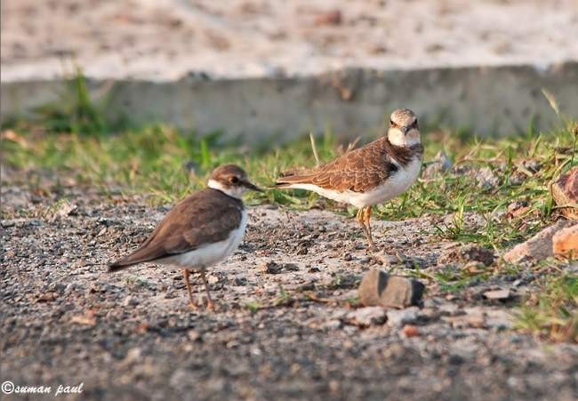 Little Ringed Plover - ML377424461