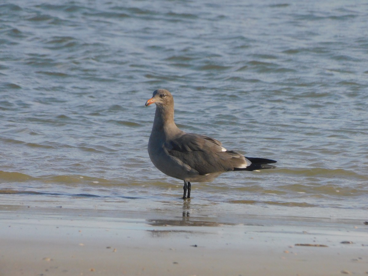 Heermann's Gull - Meghann McLeroy