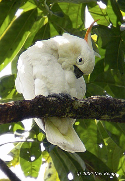 Citron-crested Cockatoo - ML377424921