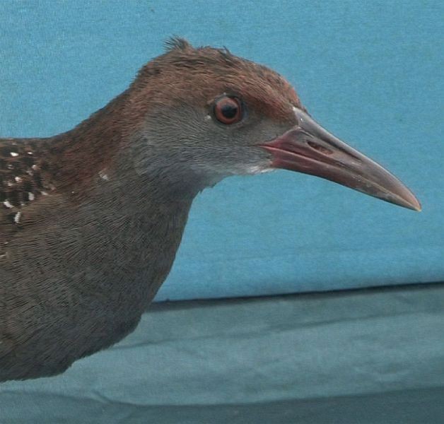 Slaty-breasted Rail - ML377425311