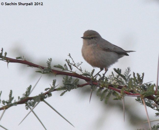 Plain Leaf Warbler - ML377425731