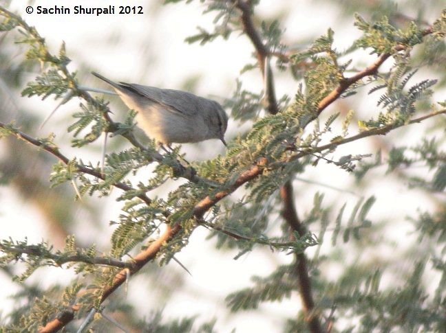 Plain Leaf Warbler - ML377425751