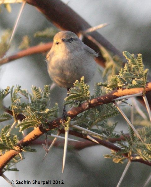 Plain Leaf Warbler - ML377426041