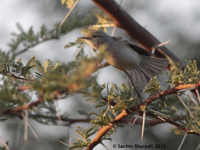 Plain Leaf Warbler - ML377426061