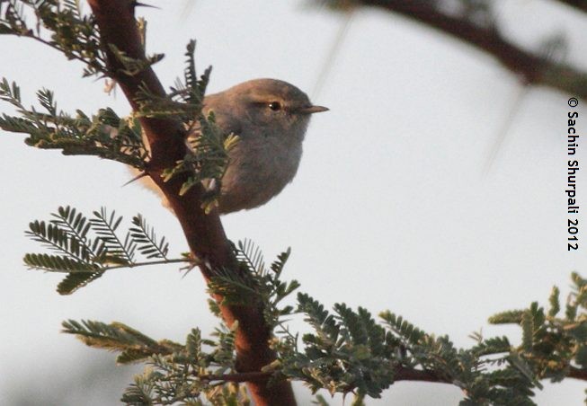 Plain Leaf Warbler - ML377426091