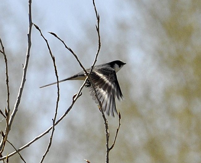 Ashy Minivet - ML377426281