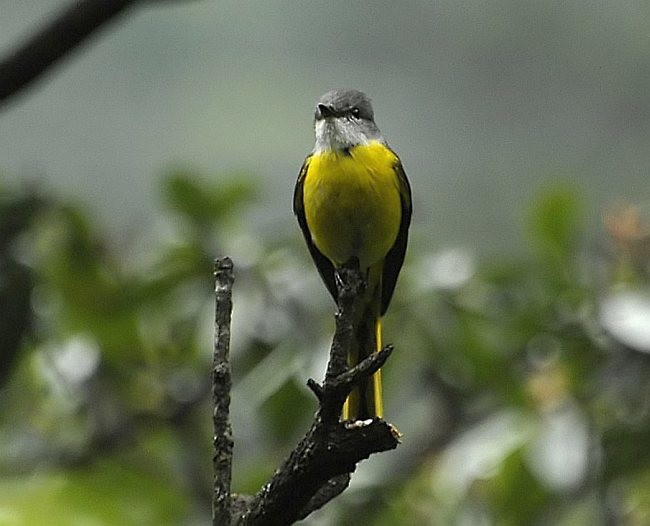 Gray-chinned Minivet (Gray-chinned) - ML377426291