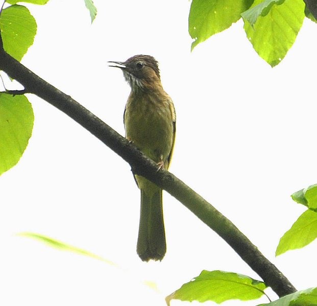 Mountain Bulbul - ML377426311