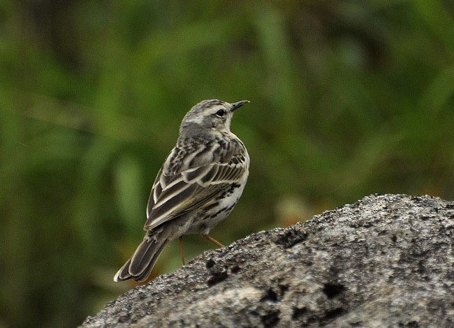 Rosy Pipit - ML377426331