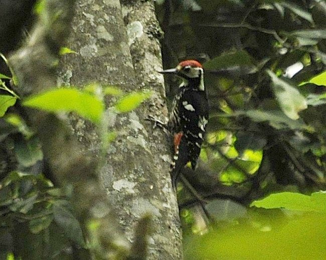 White-backed Woodpecker (White-backed) - ML377426371