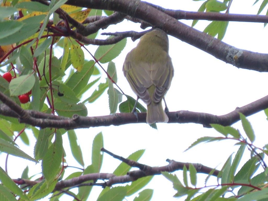 Vireo Ojirrojo - ML377426771