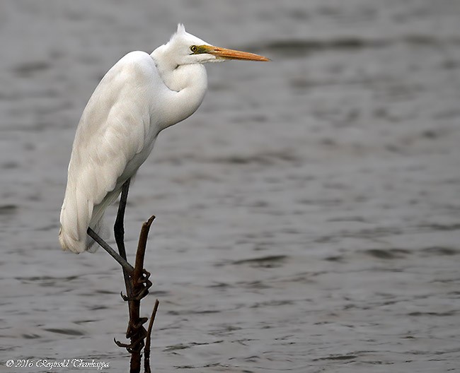 Great Egret (modesta) - ML377427151