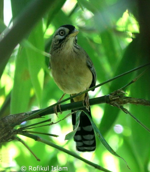 ヒゲガビチョウ（cineracea／strenua） - ML377428641