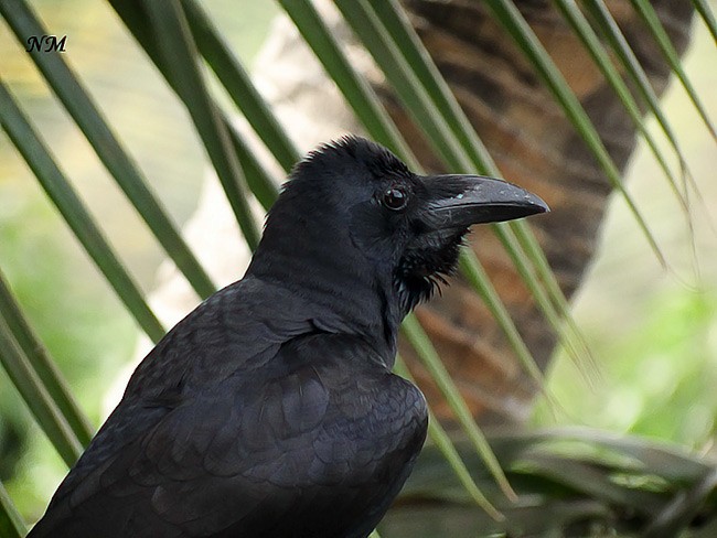 Large-billed Crow (Indian Jungle) - ML377429021
