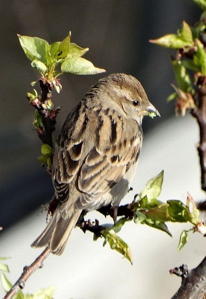 House Sparrow - ML377429071