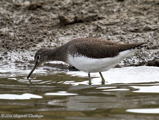 Green Sandpiper - ML377429081