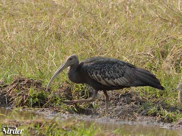 ibis obrovský - ML377429251