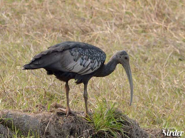 ibis obrovský - ML377429321