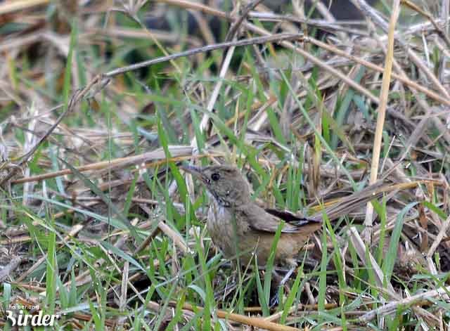 Prinia Parda - ML377429371