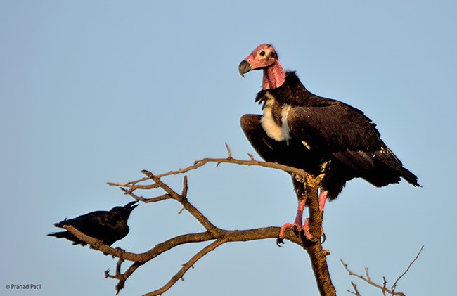 Red-headed Vulture - ML377429491