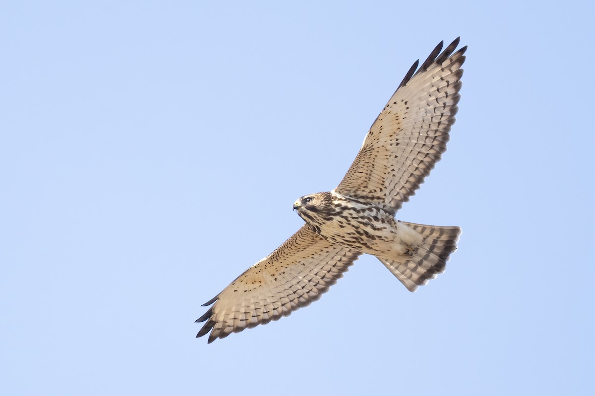 Broad-winged Hawk - Ryan Sanderson