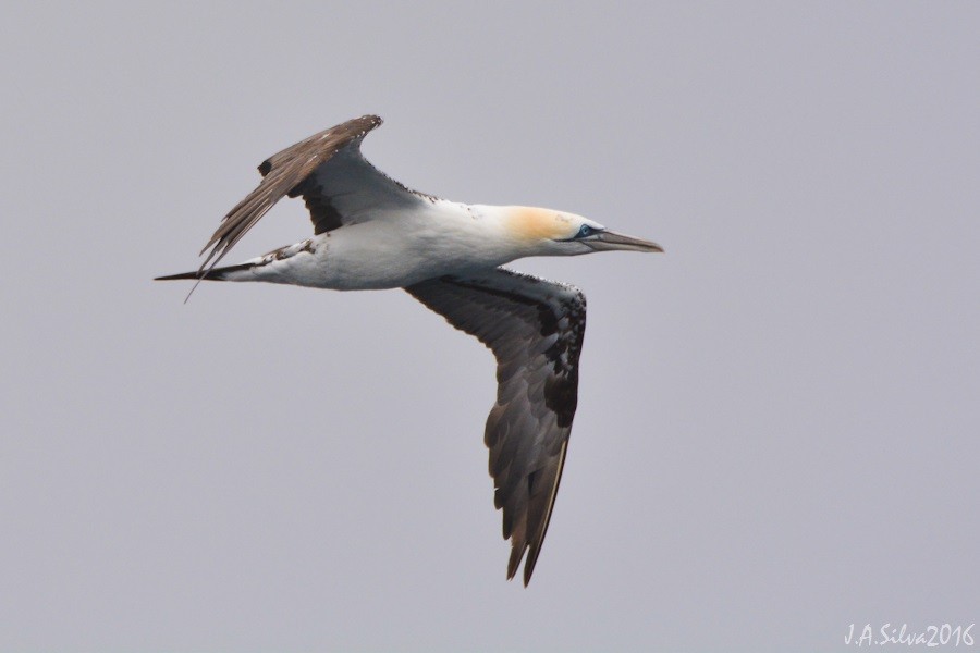 Northern Gannet - ML37743031