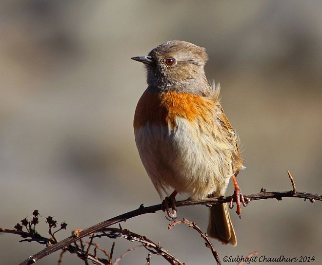 Robin Accentor - ML377430541