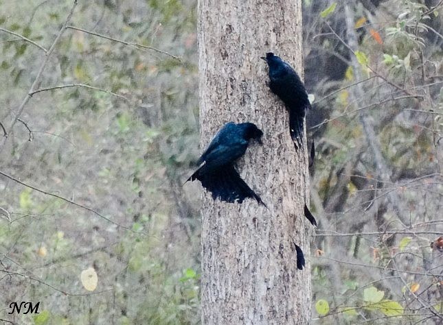 Greater Racket-tailed Drongo - ML377431271