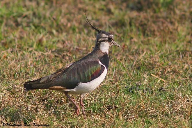 Northern Lapwing - ML377431981