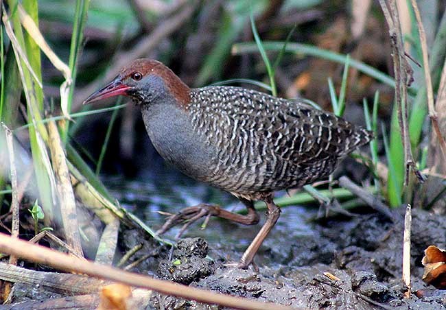 Slaty-breasted Rail - ML377432791