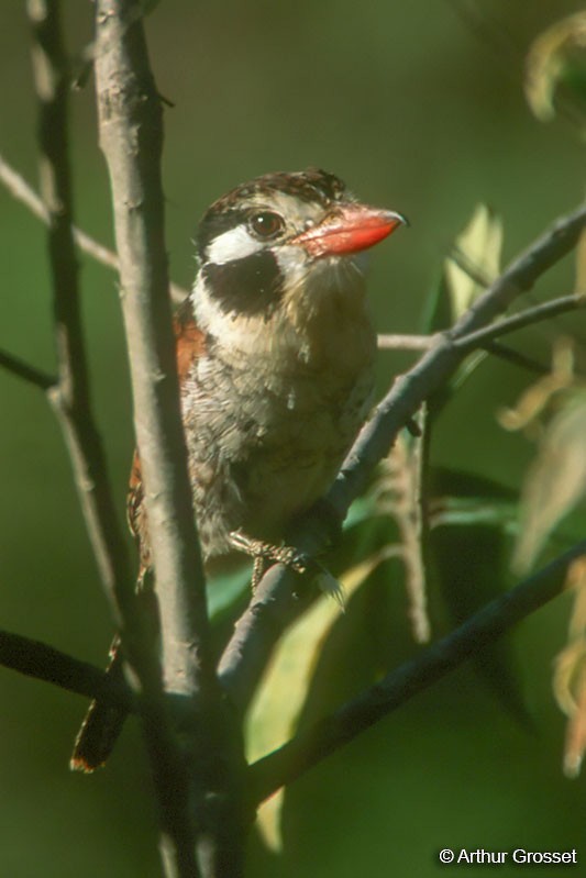 White-eared Puffbird - Arthur Grosset