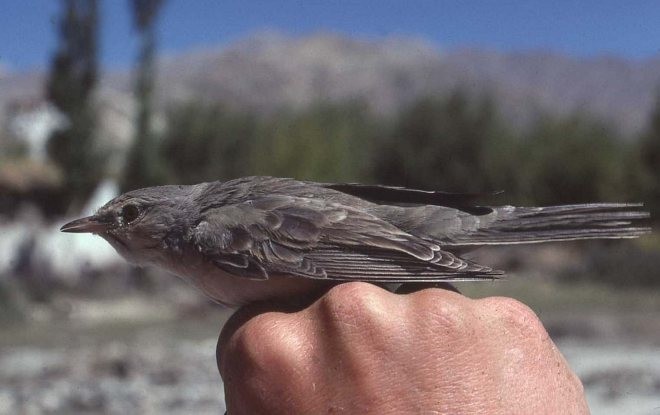 Barred Warbler - ML377434281