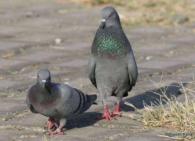 Хөхвөр тагтаа (суурин газрын) - ML377434801