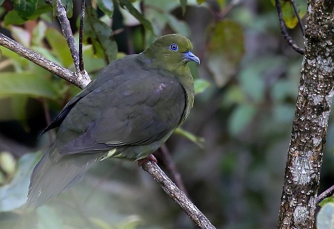 Wedge-tailed Green-Pigeon - ML377435851