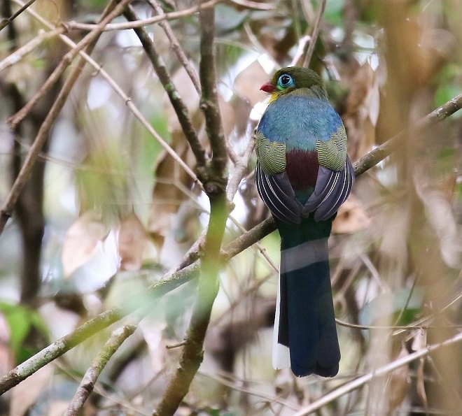 Trogón de Sumatra - ML377435901