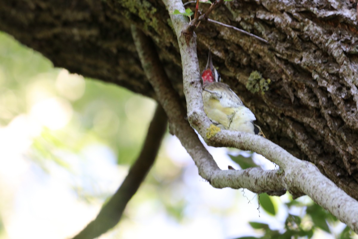 Yellow-bellied Sapsucker - ML377436081