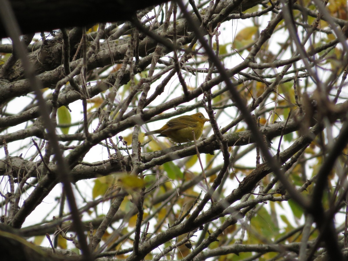 Summer Tanager - ML37743991