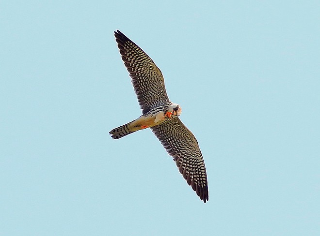 Amur Falcon - Avisek Banerjee