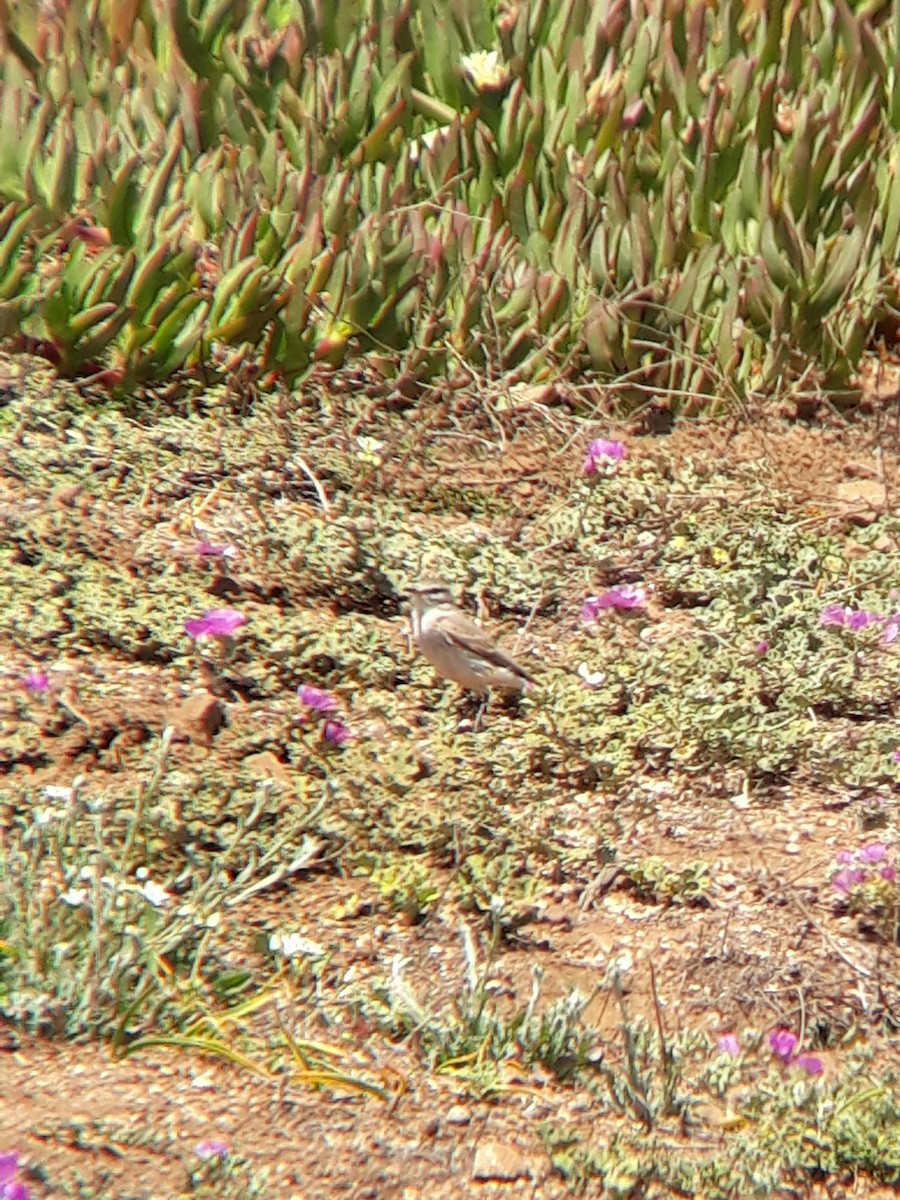 Spot-billed Ground-Tyrant - ML377441841