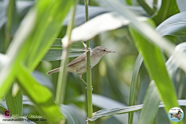 Blyth's Reed Warbler - Ronald Halder