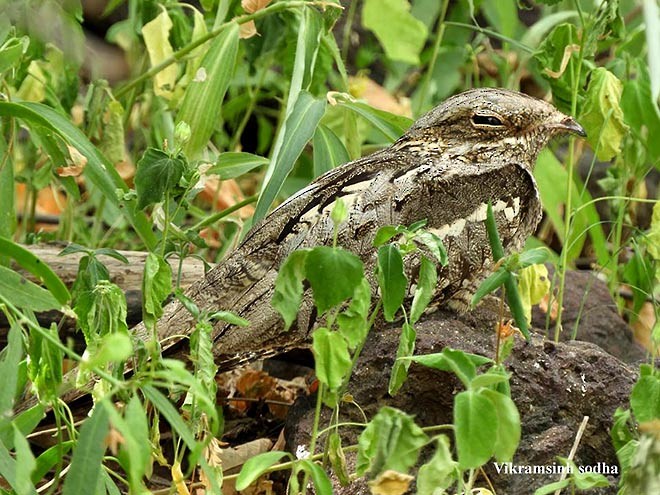 Eurasian Nightjar - ML377442811