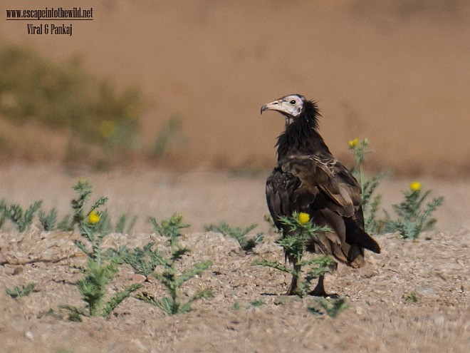 Egyptian Vulture - Pankaj Maheria