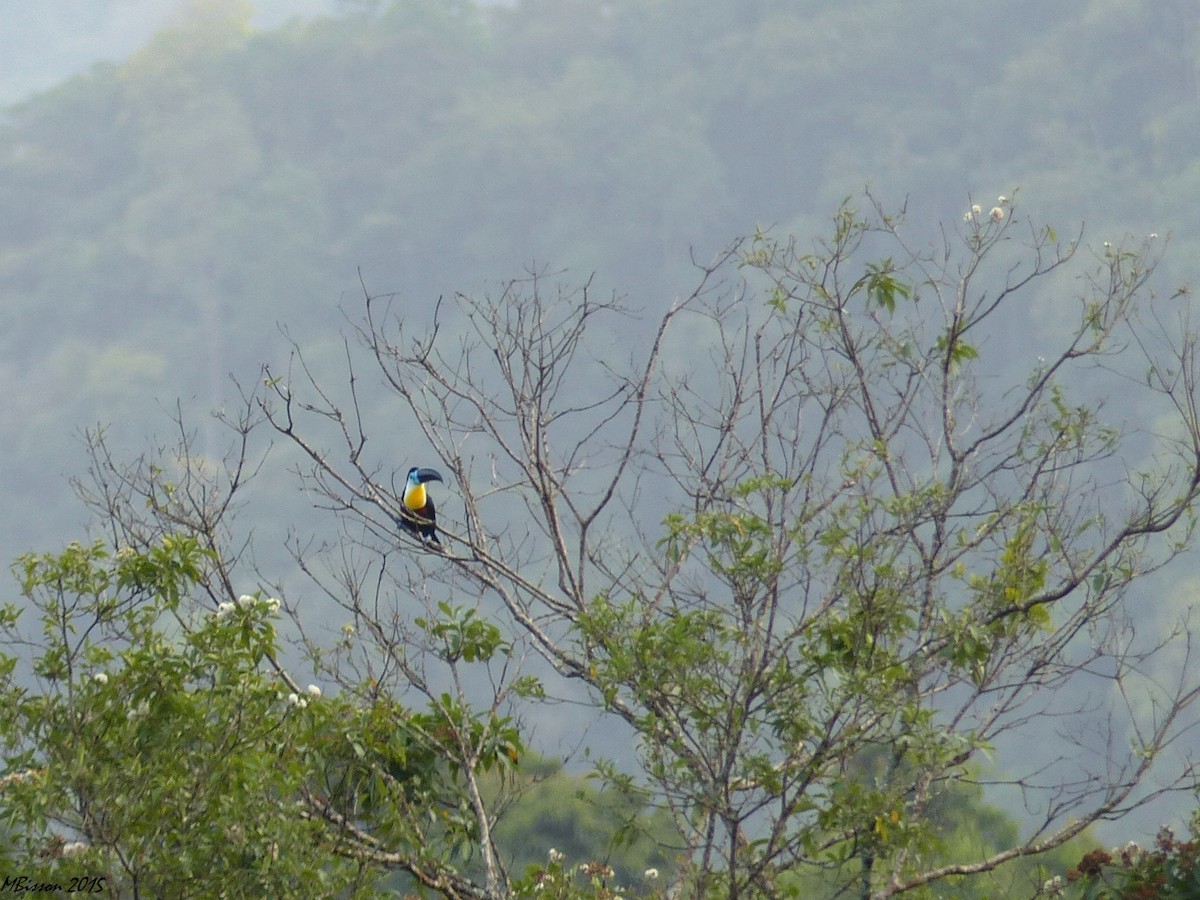 Channel-billed Toucan - Micheline Bisson