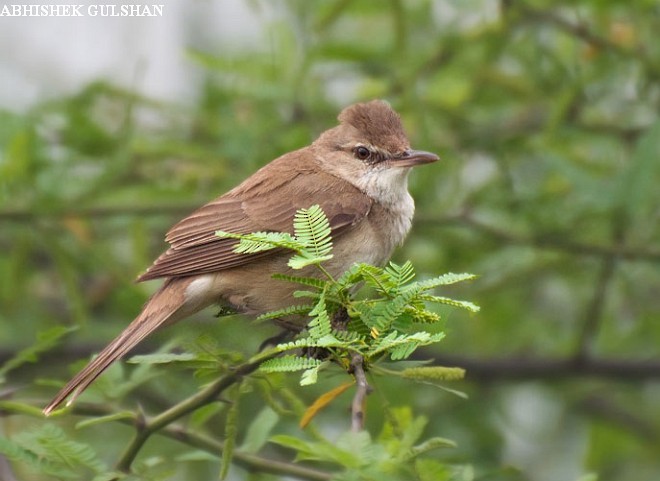 Clamorous Reed Warbler - ML377444471