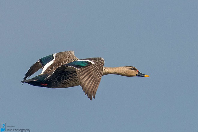 Indian Spot-billed Duck - ML377444681