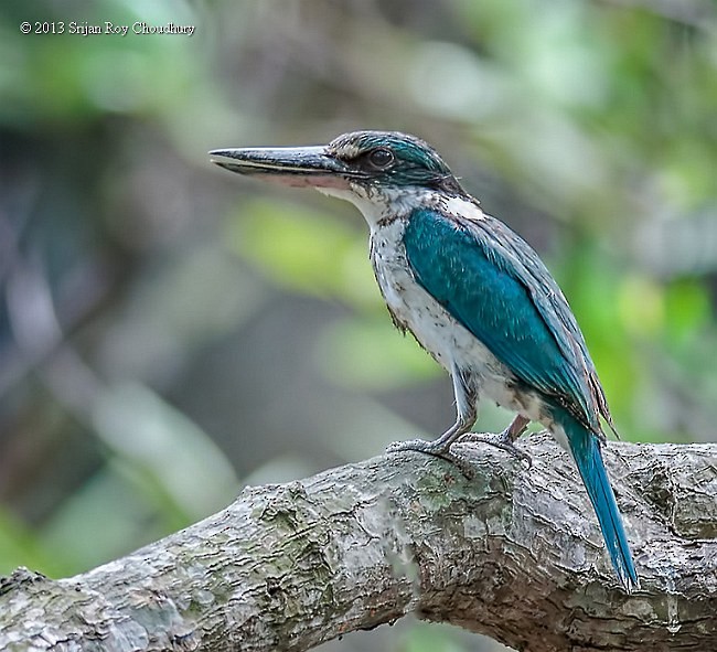 Collared Kingfisher (Oriental) - Srijan Roy Choudhury