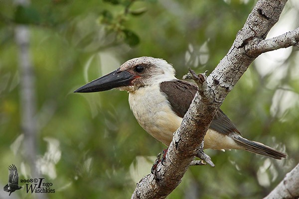 Great-billed Kingfisher - Ingo Waschkies